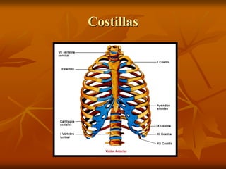 Costillas
 