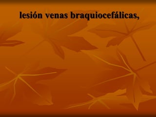 lesión venas braquiocefálicas,
 