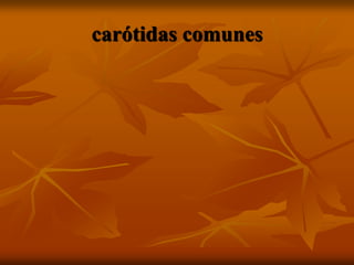 carótidas comunes
 