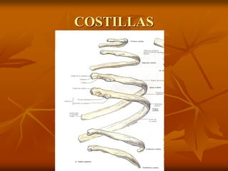 COSTILLAS
 