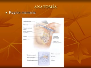 ANATOMÍA
 Región mamaria
 