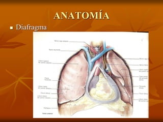 ANATOMÍA
 Diafragma
 