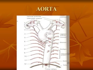 AORTA
 