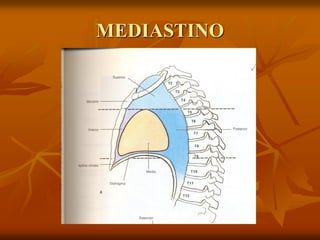 MEDIASTINO
 