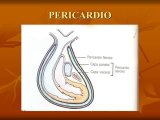 PERICARDIO
 
