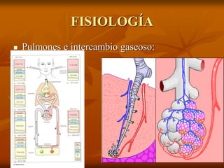 FISIOLOGÍA
 Pulmones e intercambio gaseoso:
 