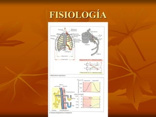FISIOLOGÍA
 