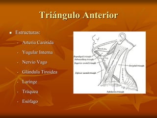 Triángulo Anterior
 Estructuras:
• Arteria Carótida
• Yugular Interna
• Nervio Vago
• Glándula Tiroidea
• Larínge
• Tráquea
• Esófago
 