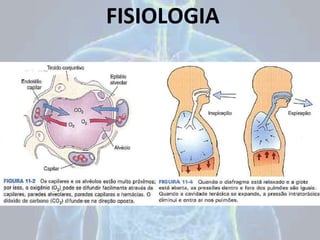 FISIOLOGIA
 