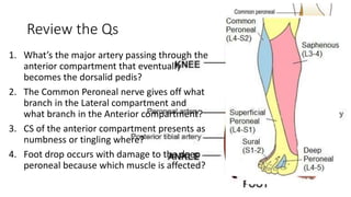 Review the Qs
1. What’s the major artery passing through the
anterior compartment that eventually
becomes the dorsalid pedis?
2. The Common Peroneal nerve gives off what
branch in the Lateral compartment and
what branch in the Anterior compartment?
3. CS of the anterior compartment presents as
numbness or tingling where?
4. Foot drop occurs with damage to the deep
peroneal because which muscle is affected?
 