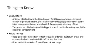 Things to Know
• Vasculature
• Anterior tibial artery is the blood supply for this compartment…terminal
branch of popliteal artery…passes anteriorly through gap in superior part of
interosseous membrane, at malleoli  Becomes dorsal artery of foot
• The posterior tibial artery and its biggest branch the fibular artery supply the
posterior compartment.
• Know nerves
• Deep peroneal - Extends in to foot to supply extensor digitorum brevis and
extensor hallicus brevis and skin b/ 1st and 2nd toes
• Goes to tibialis anterior  dorsiflexes  foot drop
 