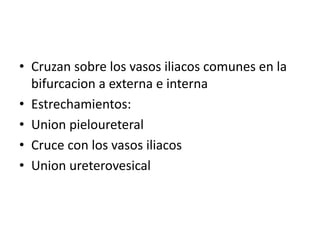 • Cruzan sobre los vasos iliacos comunes en la
bifurcacion a externa e interna
• Estrechamientos:
• Union pieloureteral
• Cruce con los vasos iliacos
• Union ureterovesical
 