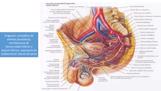 irrigacion: prostática de
arterias prostáticas,
membranosa de
hemorroidal inferior y
vesical inferior; esponjosa de
bulbouretral, dorsal del pene
 