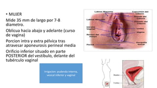 • MUJER
Mide 35 mm de largo por 7-8
diametro.
Oblicua hacia abajo y adelante (curso
de vagina)
Porcion intra y extra pélvica tras
atravesar aponeurosis perineal media
Orificio inferior situado en parte
POSTERIOR del vestíbulo, delante del
tubérculo vaginal
Irrigacion: pudenda interna,
vesical inferior y vaginal
 