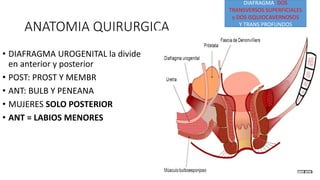 ANATOMIA QUIRURGICA
• DIAFRAGMA UROGENITAL la divide
en anterior y posterior
• POST: PROST Y MEMBR
• ANT: BULB Y PENEANA
• MUJERES SOLO POSTERIOR
• ANT = LABIOS MENORES
DIAFRAGMA: DOS
TRANSVERSOS SUPERFICIALES
y DOS ISQUIOCAVERNOSOS
Y TRANS PROFUNDOS
 