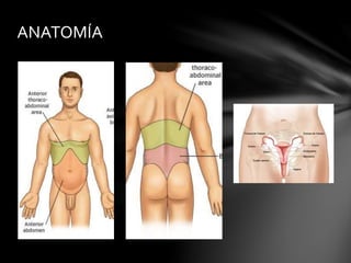 ANATOMÍA
 