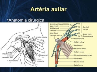 Artéria axilar
•Anatomia cirúrgica
 