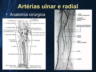 Artérias ulnar e radial
• Anatomia cirúrgica
 