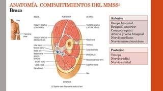ANATOMÍA. COMPARTIMIENTOS DEL MMSS:
Brazo
Anterior
Bíceps braquial
Braquial anterior
Coracobraquial
Arteria y vena braquial
Nervio mediano
Nervio musculocutáneo
Posterior
Tríceps
Nervio radial
Nervio cubital
 