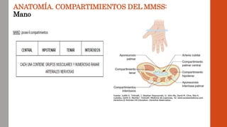 ANATOMÍA. COMPARTIMIENTOS DEL MMSS:
Mano
 