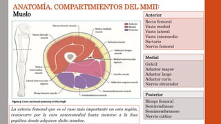 ANATOMÍA. COMPARTIMIENTOS DEL MMII:
Muslo Anterior
Recto femoral
Vasto medial
Vasto lateral
Vasto intermedio
Sartorio
Nervio femoral
Posterior
Bíceps femoral
Semitendinoso
Semimembranoso
Nervio ciático
Medial
Grácil
Aductor mayor
Aductor largo
Aductor corto
Nervio obturador
La arteria femoral que es el vaso más importante en esta región,
transcurre por la cara anteromedial hasta meterse a la fosa
poplítea donde adquiere dicho nombre.
 