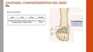 ANATOMÍA. COMPARTIMIENTOS DEL MMII:
Pie
 