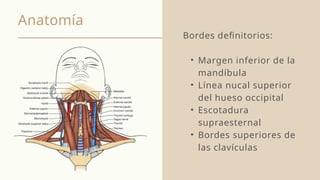Anatomía
Bordes definitorios:
• Margen inferior de la
mandíbula
• Línea nucal superior
del hueso occipital
• Escotadura
supraesternal
• Bordes superiores de
las clavículas
 