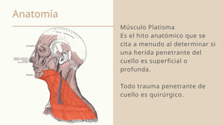 Anatomía
Músculo Platisma
Es el hito anatómico que se
cita a menudo al determinar si
una herida penetrante del
cuello es superficial o
profunda.
Todo trauma penetrante de
cuello es quirúrgico.
 