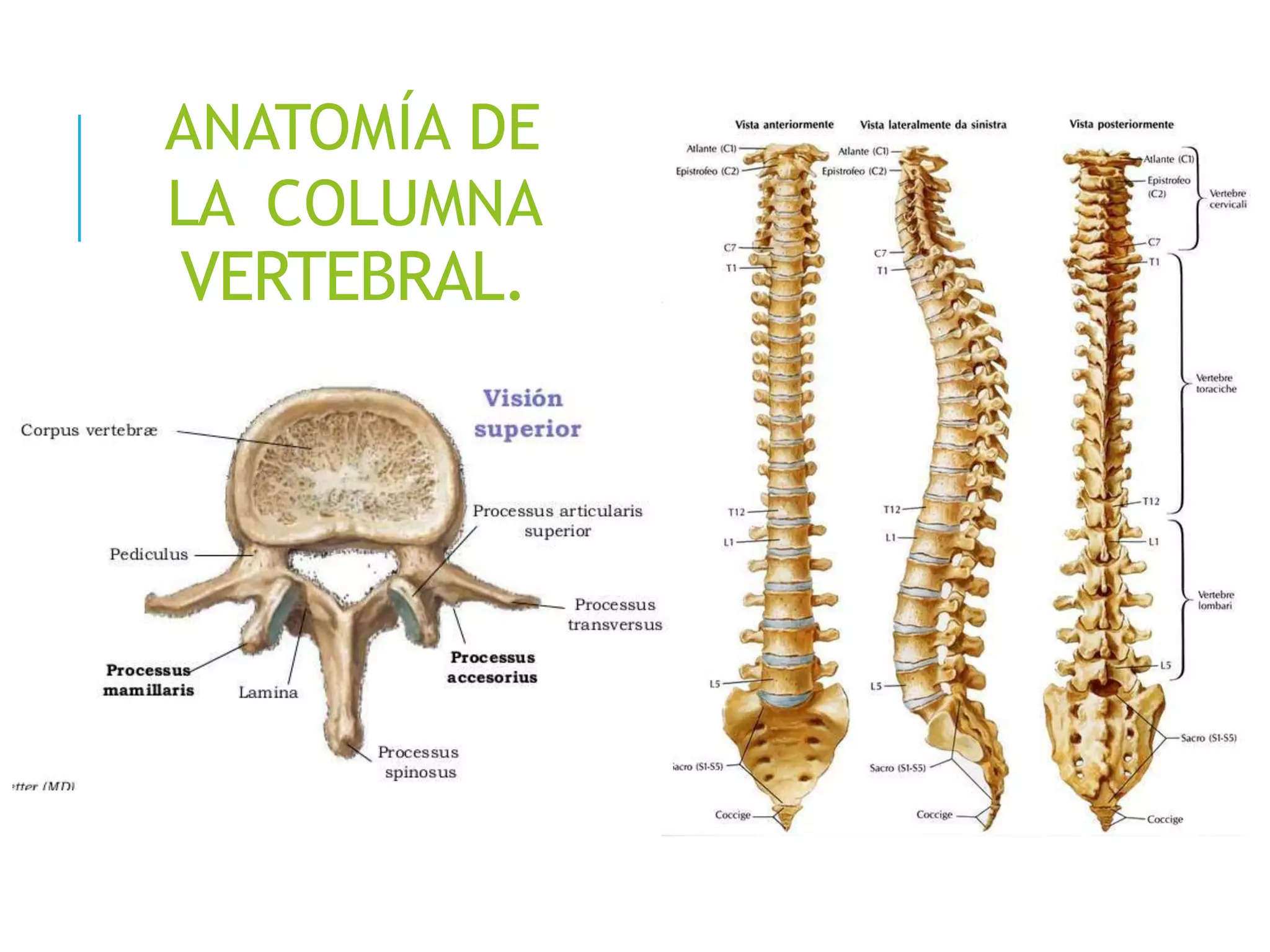Vertebrogram TRAUMA VERTEBRO MEDULAR.pptx | Death, Injury, or Military Conflict ...