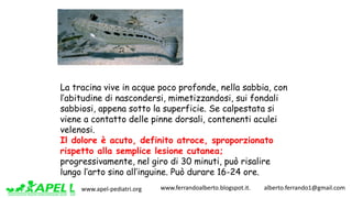 www.apel-pediatri.org www.ferrandoalberto.blogspot.it.									alberto.ferrando1@gmail.com
La tracina vive in acque poco profonde, nella sabbia, con
l’abitudine di nascondersi, mimetizzandosi, sui fondali
sabbiosi, appena sotto la superficie. Se calpestata si
viene a contatto delle pinne dorsali, contenenti aculei
velenosi.
Il dolore è acuto, definito atroce, sproporzionato
rispetto alla semplice lesione cutanea;
progressivamente, nel giro di 30 minuti, può risalire
lungo l’arto sino all’inguine. Può durare 16-24 ore.
 