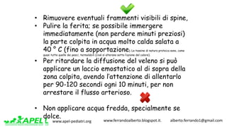 www.apel-pediatri.org www.ferrandoalberto.blogspot.it.									alberto.ferrando1@gmail.com
• Rimuovere eventuali frammenti visibili di spine,
• Pulire la ferita; se possibile immergere
immediatamente (non perdere minuti preziosi)
la parte colpita in acqua molto calda salata a
40 ° C (fino a sopportazione). Le tossine di natura proteica sono, come
quasi tutte quelle dei pesci, termolabili (cioè si alterano sotto l’azione del calore).
• Per ritardare la diffusione del veleno si può
applicare un laccio emostatico al di sopra della
zona colpita, avendo l’attenzione di allentarlo
per 90-120 secondi ogni 10 minuti, per non
arrestare il flusso arterioso.
• Non applicare acqua fredda, specialmente se
dolce.
 