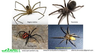 www.apel-pediatri.org www.ferrandoalberto.blogspot.it.									alberto.ferrando1@gmail.com
Ragno	violino
Malmignatta
Tarantola
Ragno	dal	sacco	giallo
 