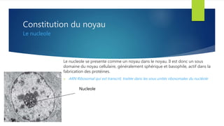 Constitution du noyau
Le nucleole
Le nucleole se presente comme un noyau dans le noyau. Il est donc un sous
domaine du noyau cellulaire, généralement sphérique et basophile, actif dans la
fabrication des protéines.
 ARN Ribosomal qui est transcrit, traitée dans les sous unités ribosomales du nucléole
Nucleole
 
