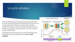 Le cycle cellulaire
Avant la différenciation la plupart de cellules passent par
un cycle de synthèse des macromolécules (la croissance) et
ensuite la division (mitose). La cellule subit certaines
modifications depuis sa formation après la division d’une
cellule mère jusqu’au moment où elle a fini de se diviser
en deux cellules filles
La régulation des évènements successifs aboutissant à la
formation d’une nouvelle cellule est appelée cycle
cellulaire
 