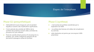 Etapes de l’interphase
Phase G1 (presynthetique)
 Habituellement la plus longue du cycle et pendant
laquelle on assiste à des modifications significatives.
 C’est la période des activités de l’ARN et de la
synthèse des protéines incluant celles contrôlant les
processus du cycle cellulaire.
 Point de contrôle (Check point) en fin de phase G1, la
protéine p53, vérifie l’intégrité du génome afin de
permettre le passage en phase de synthèse
Phase S (synthese)
 c’est la phase de synthèse caractérisée par la
duplication de l’ADN
 , la synthèse des histones et le début de la duplication
du centriole.
 cette duplication est permis par une enzyme L’ADN
polymérase
 