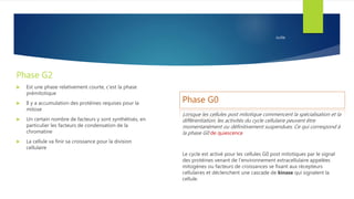 suite
Phase G2
 Est une phase relativement courte, c’est la phase
prémitotique
 Il y a accumulation des protéines requises pour la
mitose
 Un certain nombre de facteurs y sont synthétisés, en
particulier les facteurs de condensation de la
chromatine
 La cellule va finir sa croissance pour la division
cellulaire
Phase G0
Lorsque les cellules post mitotique commencent la spécialisation et la
différentiation, les activités du cycle cellulaire peuvent être
momentanément ou définitivement suspendues. Ce qui correspond à
la phase G0 de quiescence
Le cycle est activé pour les cellules G0 post mitotiques par le signal
des protéines venant de l’environnement extracellulaire appelées
mitogènes ou facteurs de croissances se fixant aux récepteurs
cellulaires et déclenchent une cascade de kinase qui signalent la
cellule.
 