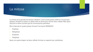 La mitose
La mitose est la période de division cellulaire. C’est la seule phase visible en microscopie
optique. Pendant la mitose, la cellule mère se divise pour donner deux cellules filles ayant
chacune le même nombre que les chromosomes parentaux.
Elle se deroule en quatre phases formant l’acronyme PROMEATE
 Prophase
 Metaphase
 Anaphase
 Telophase
Apres ces quatre etapes, les deux cellules formees se separent par cytodierese.
 
