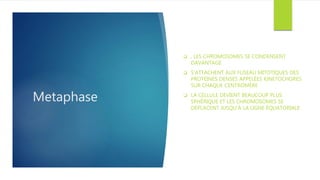 Metaphase
 , LES CHROMOSOMES SE CONDENSENT
DAVANTAGE
 S’ATTACHENT AUX FUSEAU MITOTIQUES DES
PROTÉINES DENSES APPELÉES KINETOCHORES
SUR CHAQUE CENTROMÈRE
 LA CELLULE DEVIENT BEAUCOUP PLUS
SPHÉRIQUE ET LES CHROMOSOMES SE
DÉPLACENT JUSQU'À LA LIGNE ÉQUATORIALE
 