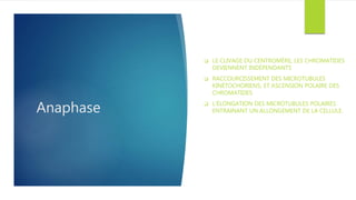 Anaphase
 LE CLIVAGE DU CENTROMÈRE, LES CHROMATIDES
DEVIENNENT INDÉPENDANTS
 RACCOURCISSEMENT DES MICROTUBULES
KINÉTOCHORIENS, ET ASCENSION POLAIRE DES
CHROMATIDES
 L’ÉLONGATION DES MICROTUBULES POLAIRES
ENTRAINANT UN ALLONGEMENT DE LA CELLULE.
 