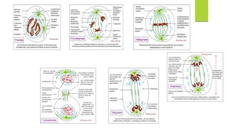 Cycle cellulaire et mitose ulpgl goma