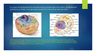 Le noyau est typiquement la structure la plus grande dans une cellule. Généralement
sphérique ou ovale, il occupe assez souvent le centre de la cette dernière.
Contenant le code pour toutes les enzymes d'une cellule et d'autres protéines, le noyau est le centre de
commande de la cellule. Il contient également la machinerie pour répliquer l'ADN, pour synthétiser et traiter
tous types d'ARN, gère le processus de mitose pour la réparation, etc. Sa membrane est parsemée de petites
ouvertures qui permettent les échanges appelées pores
 