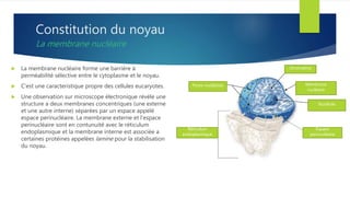 Constitution du noyau
La membrane nucléaire
 La membrane nucléaire forme une barrière à
perméabilité sélective entre le cytoplasme et le noyau.
 C’est une caracteristique propre des cellules eucaryotes.
 Une observation sur microscope électronique révèle une
structure a deux membranes concentriques (une externe
et une autre interne) séparées par un espace appelé
espace perinucléaire. La membrane externe et l’espace
perinucléaire sont en contunuité avec le réticulum
endoplasmique et la membrane interne est associée a
certaines protéines appelées lamine pour la stabilisation
du noyau.
chromatine
Membrane
nucléaire
Nucléole
Espace
perinucléaire
Pores nucléaires
Réticulum
endoplasmique
 