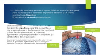  La fusion des membranes externes et internes délimitant un canal aqueux appelé
pores nucléaires formés de centaine de protéines différentes (8-16 copies)
appelées les nucléoporines.
Ils permettent le transport cytoplasme/noyau
Les nucléoporines interagissent avec des facteurs de
transport : les importines, exportine, etc. ayant pour
rôle la reconnaissance et d'acheminement de constituant
présent dans le cytoplasme vers le noyau mais
également de complexe provenant du nucléoplasme qui
sont transférés dans le cytoplasme
les echanges noyau/cytoplasme sont rendus possible grâce à l’énergie
dérivant du guanosine-5-triphosphate (GTP), avec des enzymes
spécifiques (GTPases) qui aident à assurer la directionnalité du transfert.
Pore nuclaire
Membrane interne et
externe
Espace
perinucleaire
lamina
 