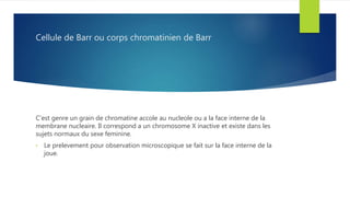 Cellule de Barr ou corps chromatinien de Barr
C’est genre un grain de chromatine accole au nucleole ou a la face interne de la
membrane nucleaire. Il correspond a un chromosome X inactive et existe dans les
sujets normaux du sexe feminine.
• Le prelevement pour observation microscopique se fait sur la face interne de la
joue.
 