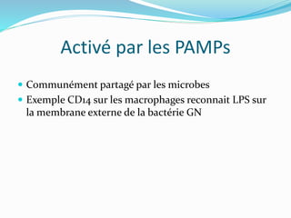 Activé par les PAMPs
 Communément partagé par les microbes
 Exemple CD14 sur les macrophages reconnait LPS sur
la membrane externe de la bactérie GN
 