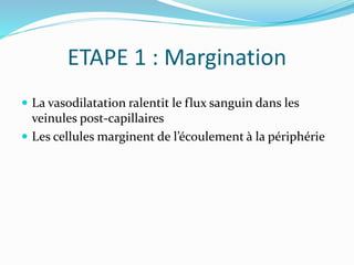 ETAPE 1 : Margination
 La vasodilatation ralentit le flux sanguin dans les
veinules post-capillaires
 Les cellules marginent de l’écoulement à la périphérie
 