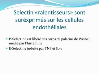 Selectin «ralentisseurs» sont
suréxprimés sur les cellules
endothéliales
 P-Selectine est libéré des corps de palatins de Weibel;
médié par l’histamine
 E-Selectine induite par TNF et IL-1
 