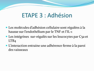 ETAPE 3 : Adhésion
 Les molécules d’adhésion cellulaire sont régulées à la
hausse sur l’endothélium par le TNF et l’IL-1
 Les intégrines sur-régulés sur les leucocytes par C5a et
LTB4
 L’interaction entraine une adhérence ferme à la paroi
des vaisseaux
 