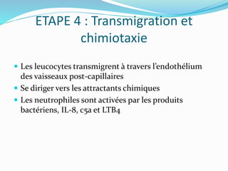 ETAPE 4 : Transmigration et
chimiotaxie
 Les leucocytes transmigrent à travers l’endothélium
des vaisseaux post-capillaires
 Se diriger vers les attractants chimiques
 Les neutrophiles sont activées par les produits
bactériens, IL-8, c5a et LTB4
 