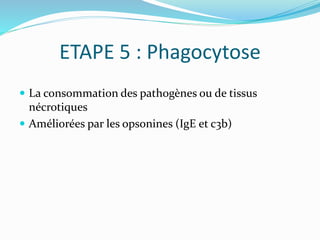 ETAPE 5 : Phagocytose
 La consommation des pathogènes ou de tissus
nécrotiques
 Améliorées par les opsonines (IgE et c3b)
 